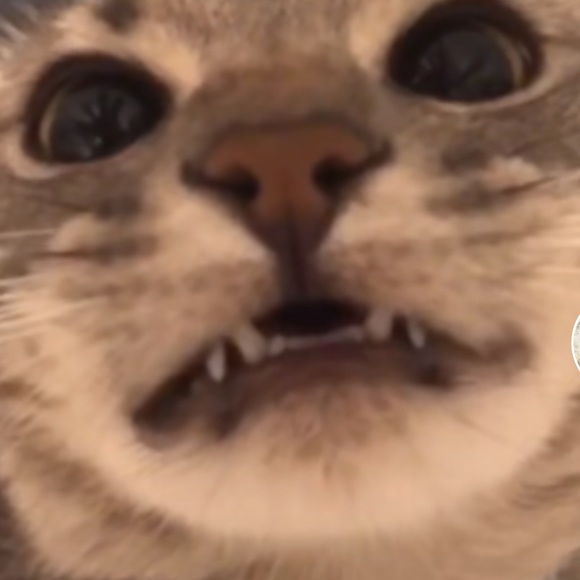 Meet your Posher, Ruby - Picture 1 of 1